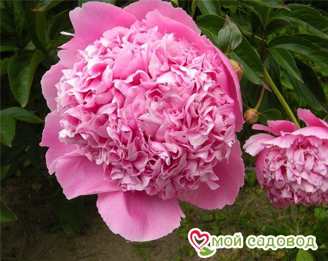 Пион Аннемике