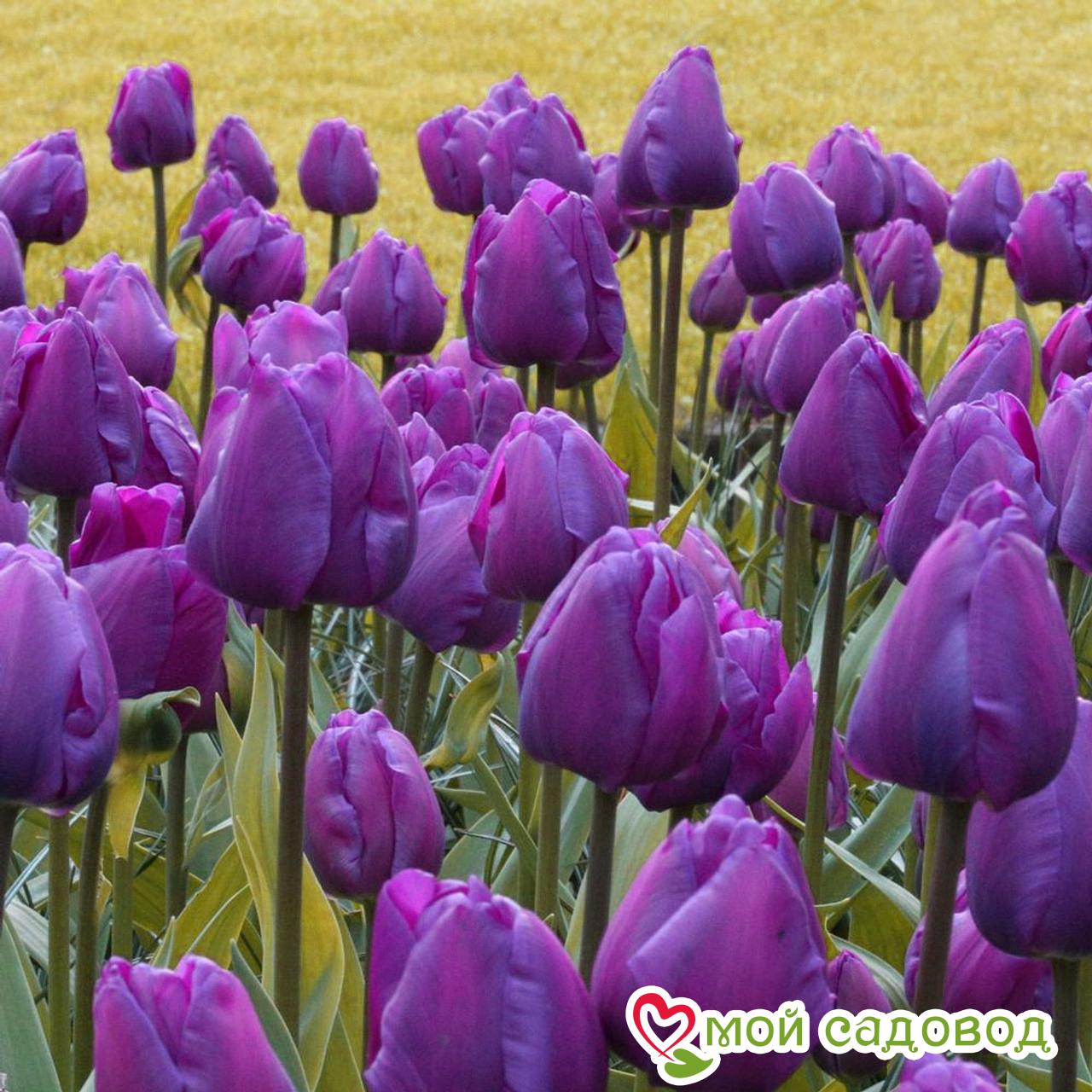 Тюльпан Триумф Бейби Блю