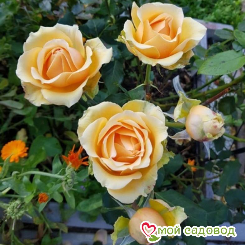 Роза Макарена