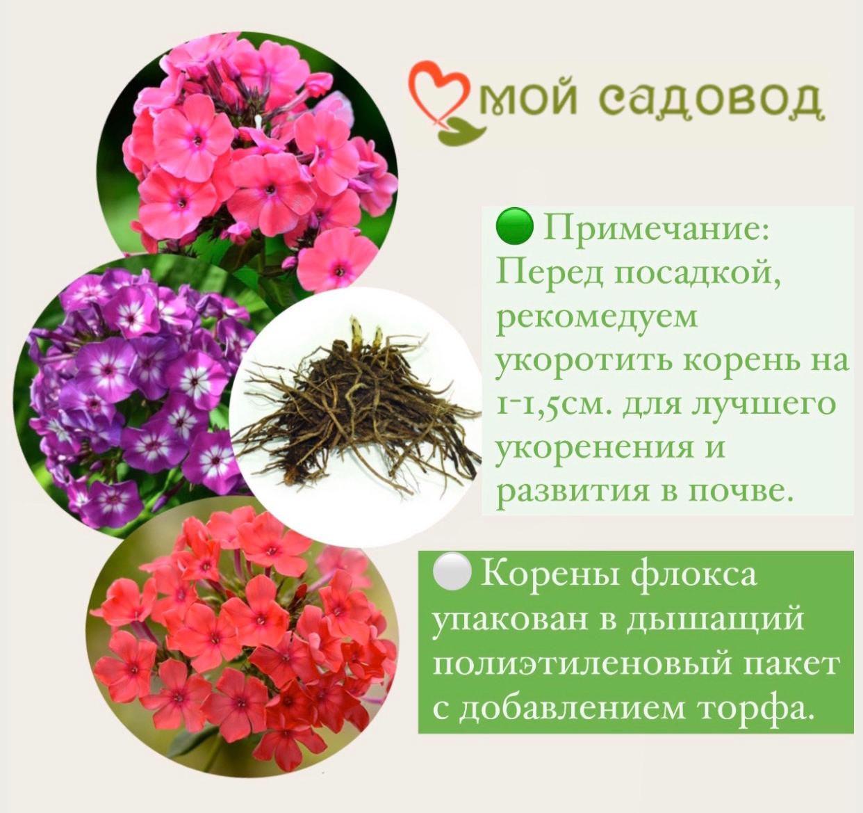 ФЛОКС МЕТЕЛЬЧАТЫЙ ТЕКИЛА САНРАЙЗ