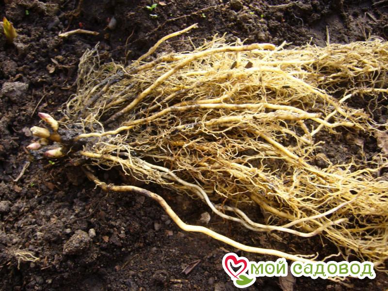 Флокс Идеал